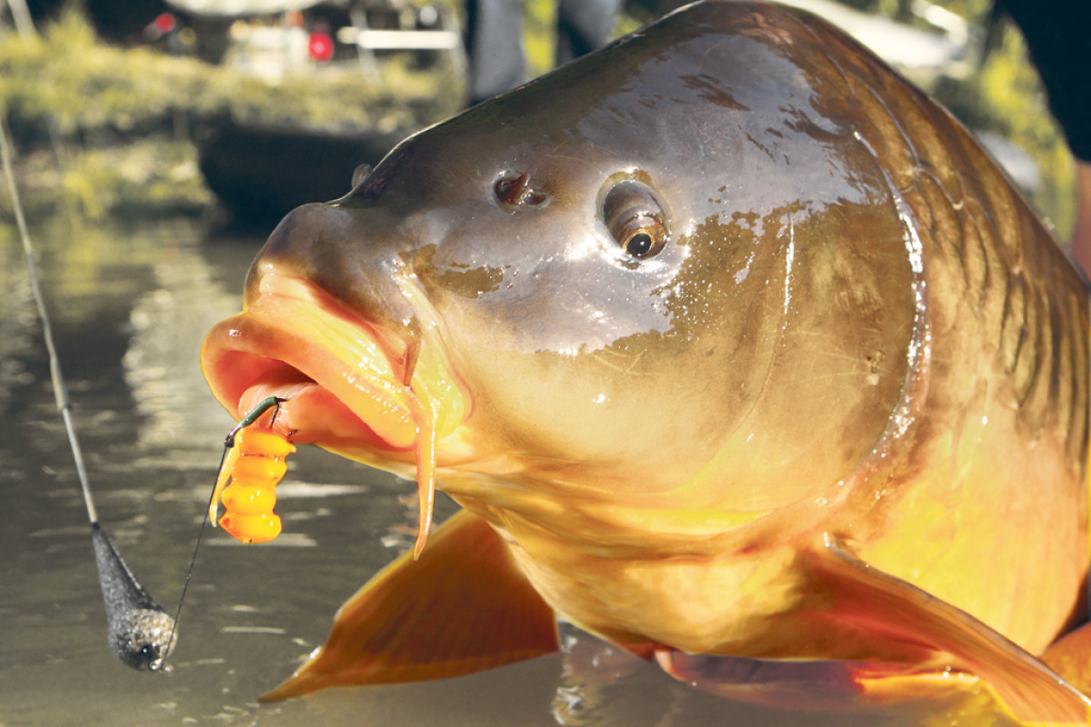 Welche Boilies Sind Die Besten Für Karpfen Die 4 besten Karpfenköder: Boilie, Tigernuss, Mais, Kartoffel - BLINKER