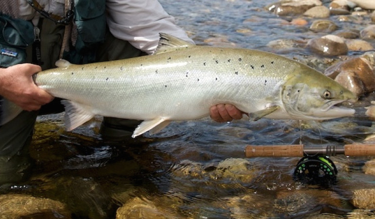 Ein Lachs aus der Gaula. Erstmals stehen Lachse in Norwegen auf der Roten Liste. Foto: Michael Werner