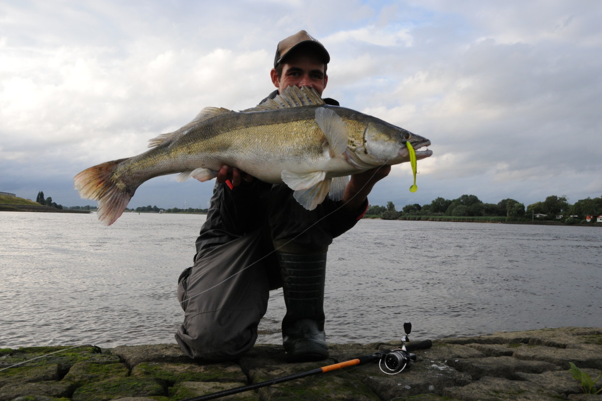 Dieser Zander biss beim letzten Tageslicht in der Elbe auf einen grellen Gummifisch. Foto: S. Kaufmann