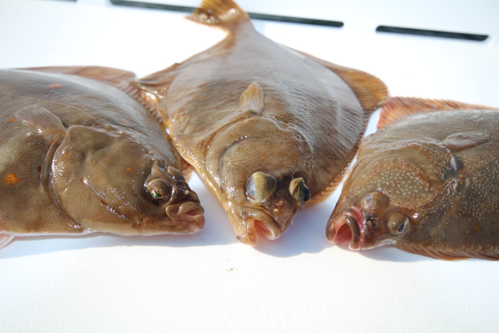 Who is who? Plattfische auseinander halten ist nicht ganz einfach … Hier Scholle, Kliesche und Flunder von links nach rechts.