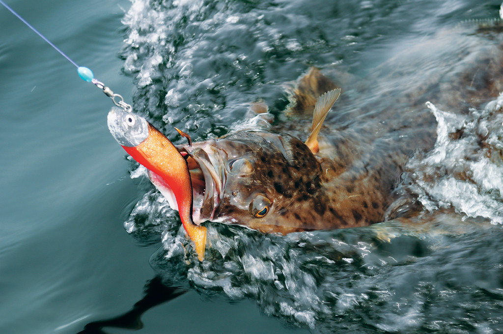 Jigs mit großen Gummifischen, hier das sehr fängige Storm-Modell, haben sich in der letzten Zeit als überaus erfolgreiche Köder auf Heilbutt erwiesen. Foto: R. Korn