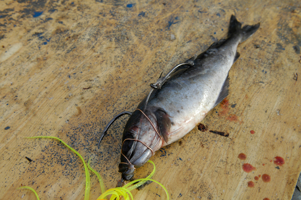 An manchen Tagen unschlagbar: frische Köderfische wie Seelachs. Foto: R. Korn
