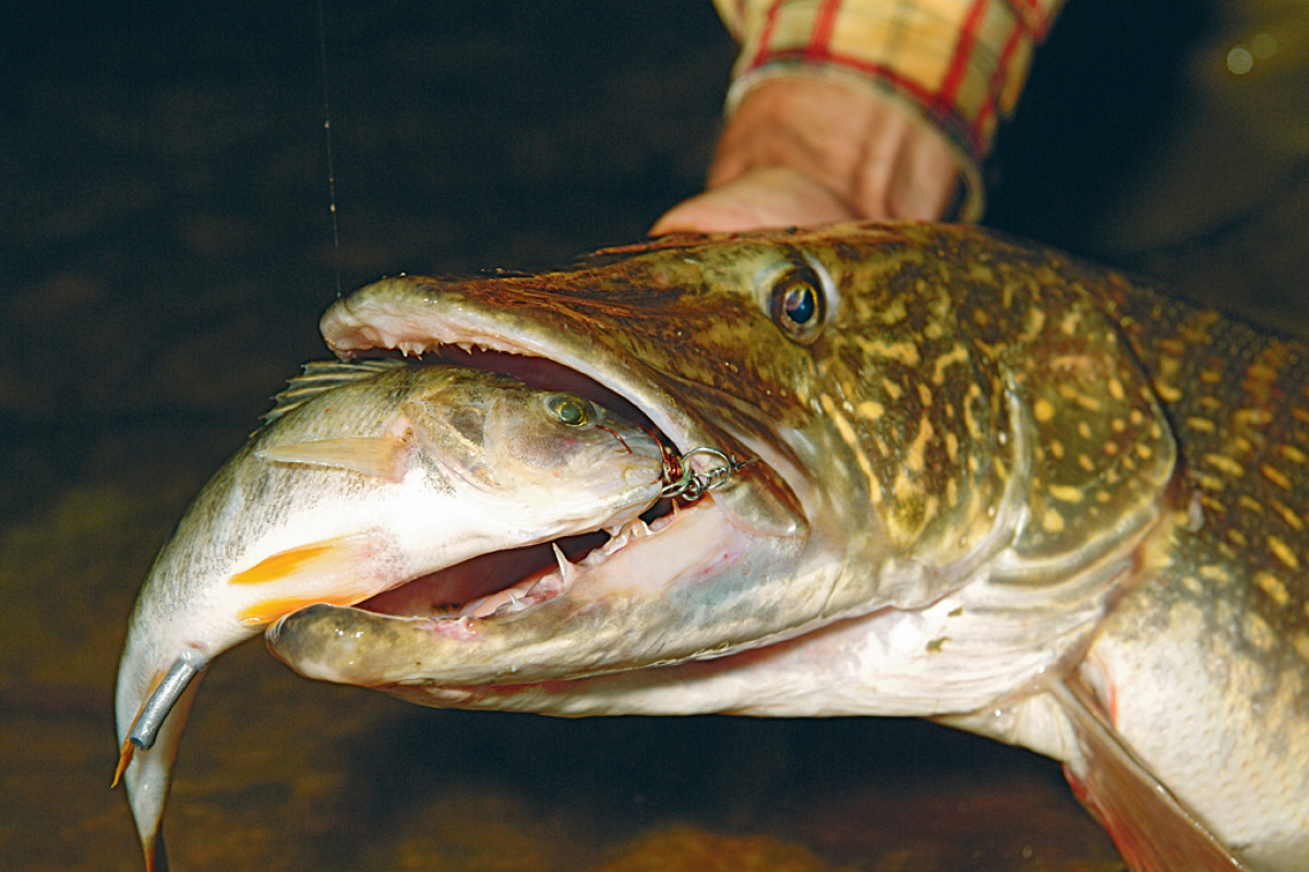Köderfische sind bei Hechten ein Top-Köder, den man immer auf dem Zettel haben sollte. Foto: Blinker / O. Portrat