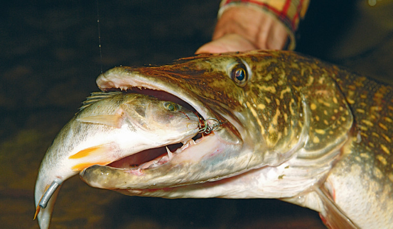 Köderfische sind bei Hechten ein Top-Köder, den man immer auf dem Zettel haben sollte. Foto: Blinker / O. Portrat