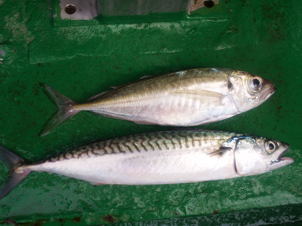 Der Zweitfisch bei der Makrelenangelei ist der Stöcker (oben). Er gehört zu den Stachelmakrelen und damit – anders als die Makrele – tatsächlich in die Unterfamilie der Echten Barsche! Foto: blinker