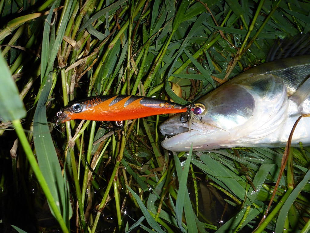 Zanderangeln mit Wobbler: Hier hat der Zetti einen Zander in der Nacht an den Haken gebracht. 