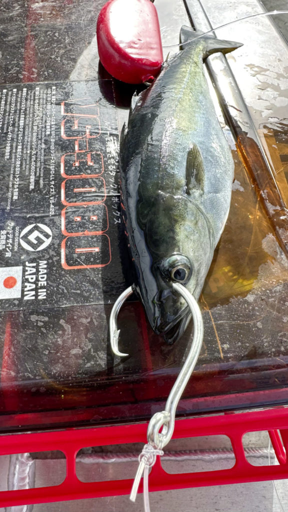 Wirkungsvoll und Fisch schonend: Angeln mit Kreishaken.