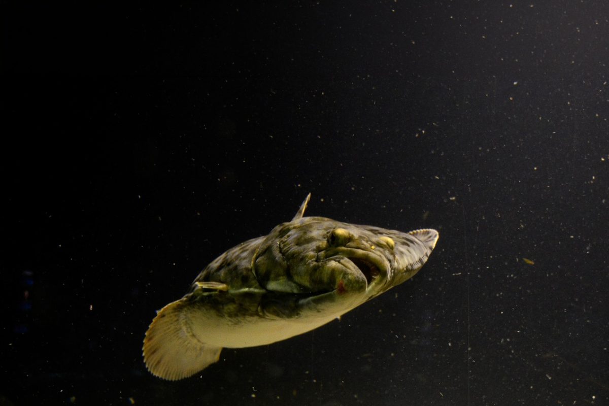 Heilbutt Unterwasser