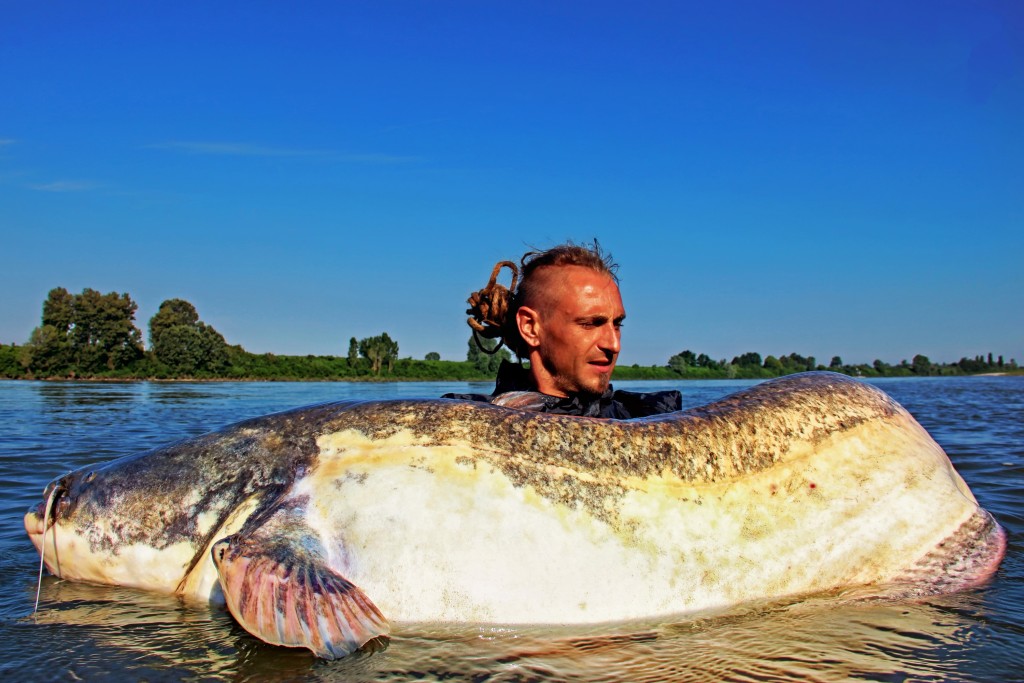 Toller Wels in ungewöhnlicher Färbung. Black Cat-Angler Johann Toppacher fing den Riesen im Po. Foto: www.zebco-europe.biz