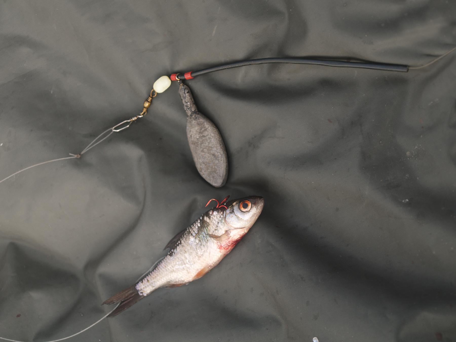 Köderfischmontage für Zander – 3 Wege zum Fisch - Seite 3 von 4 - BLINKER