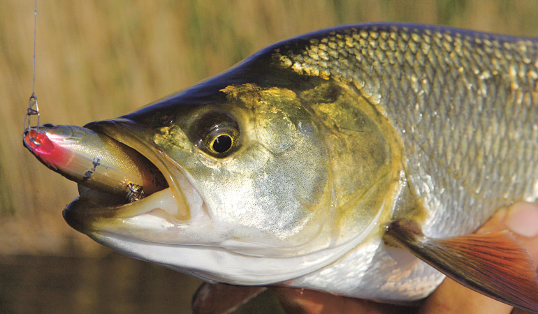 Rapfen am Topwater-Bait. Im Sommer sind solche Fänge keine Seltenheit. Foto: O. Portrat
