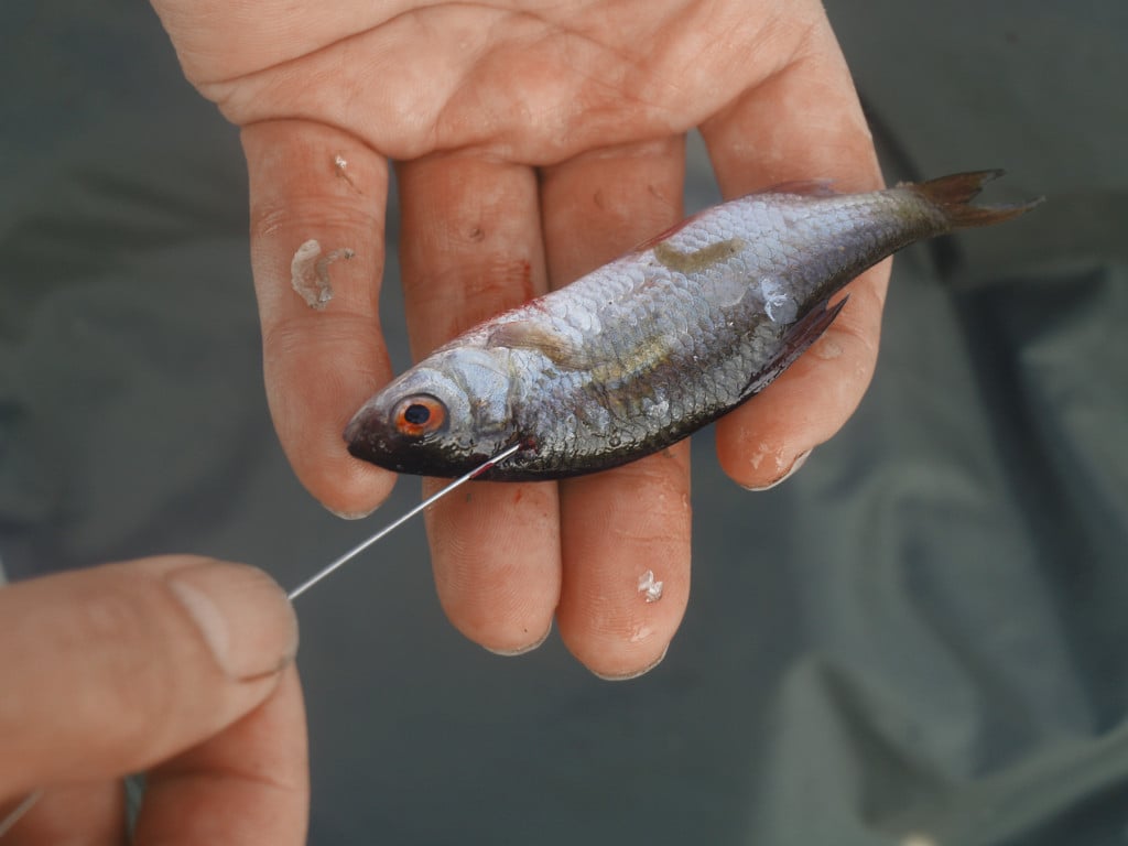 Köderfischmontage für Zander – Köderfisch aufziehen