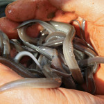 Ein Teil der Süßwasserfische in Deutschland, wie zum Beispiel der Aal, ist stark bedroht. Foto: Blinker