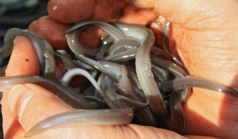 Ein Teil der Süßwasserfische in Deutschland, wie zum Beispiel der Aal, ist stark bedroht. Foto: Blinker