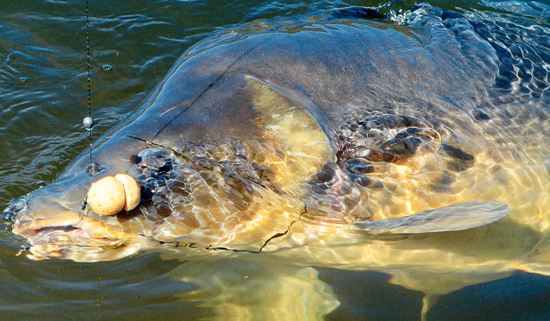 Karpfenangeln Spiegelkarpfen