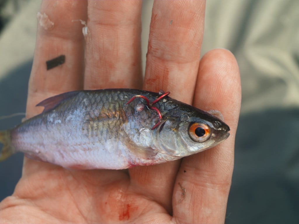 fertige Köderfischmontage auf Zander