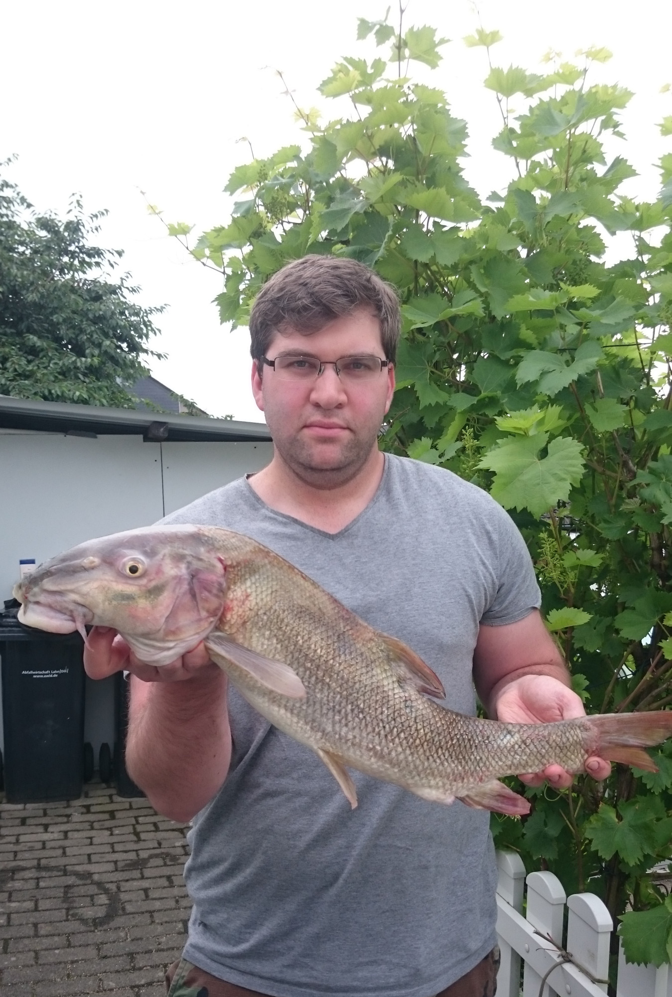 Feederangeln Am Rhein Auf Barben Fische Hobby Angeln Feederangeln Am Rhein Auf Barben Fische Hobby Angeln