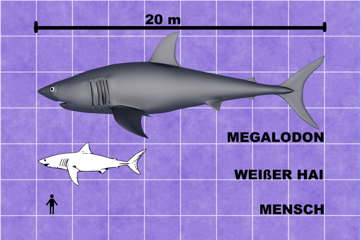 Megalodon Echte Bilder / Megalodon war auch zu seiner Zeit mit Abstand