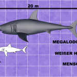 Megadolon Größenvergleich Mensch Weißer Hai