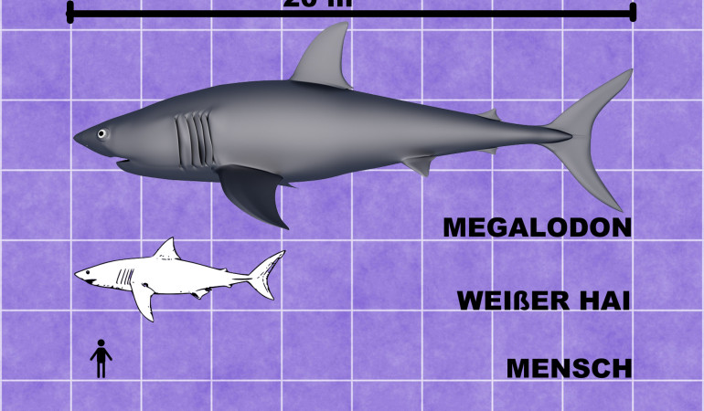 Megadolon Größenvergleich Mensch Weißer Hai