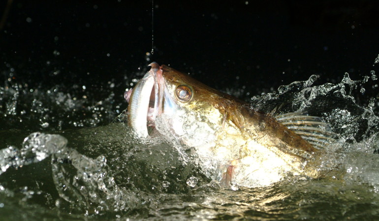 Die richtige Köderfischmontage für Zander brachte einen schönen Fisch.