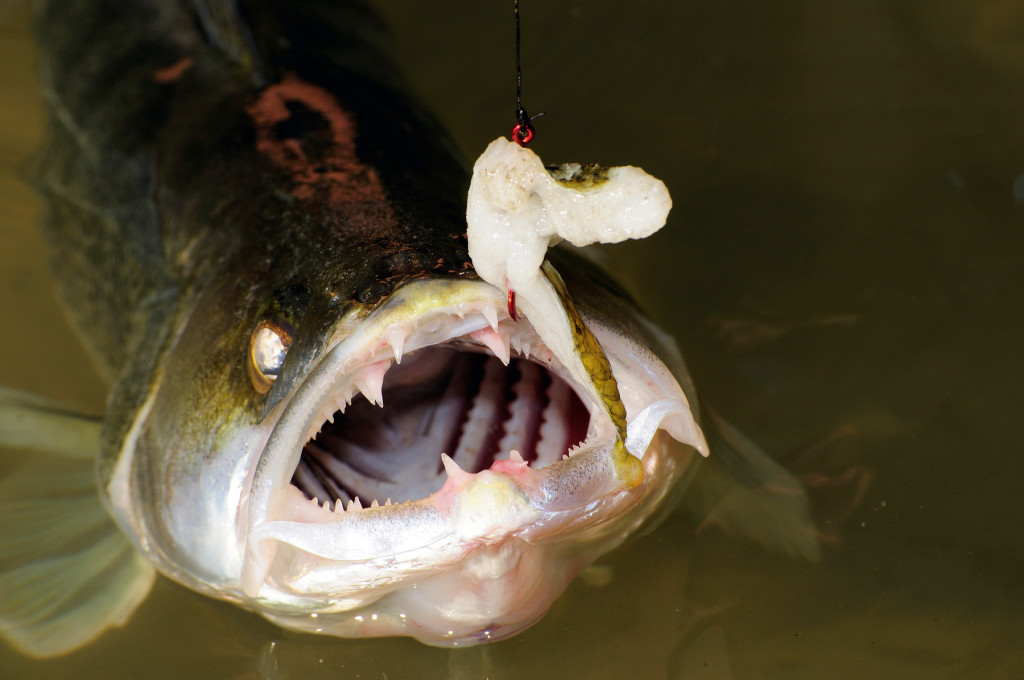 Zanderangeln mit der Pose und Fischfetzen