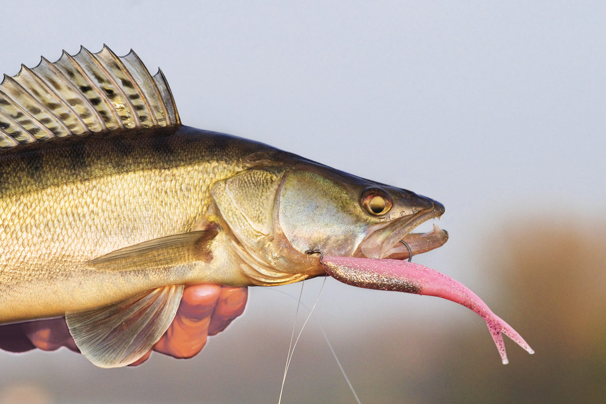 Beim Drop-Shot Angeln sind Köder und Blei voneinander getrennt. Daher kann der Köder ohne merklichen Widerstand vom Fisch inhaliert werden. Foto: W. Krause