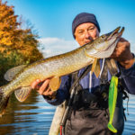 Beim Hechtangeln im Herbst sind auch große Köder wieder eine begehrte Beute für Meister Esox.