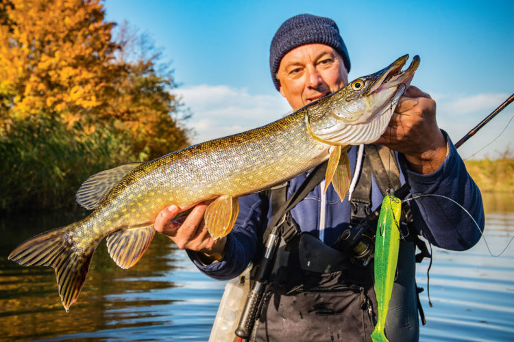 Beim Hechtangeln im Herbst sind auch große Köder wieder eine begehrte Beute für Meister Esox.