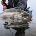 Das Silber der Ostsee liegt am Strand – Das Ausharren beim Meerforellenangeln bei Wind, Wellen und lausigen Temperaturen hat sich gelohnt! Foto: F. Pippardt