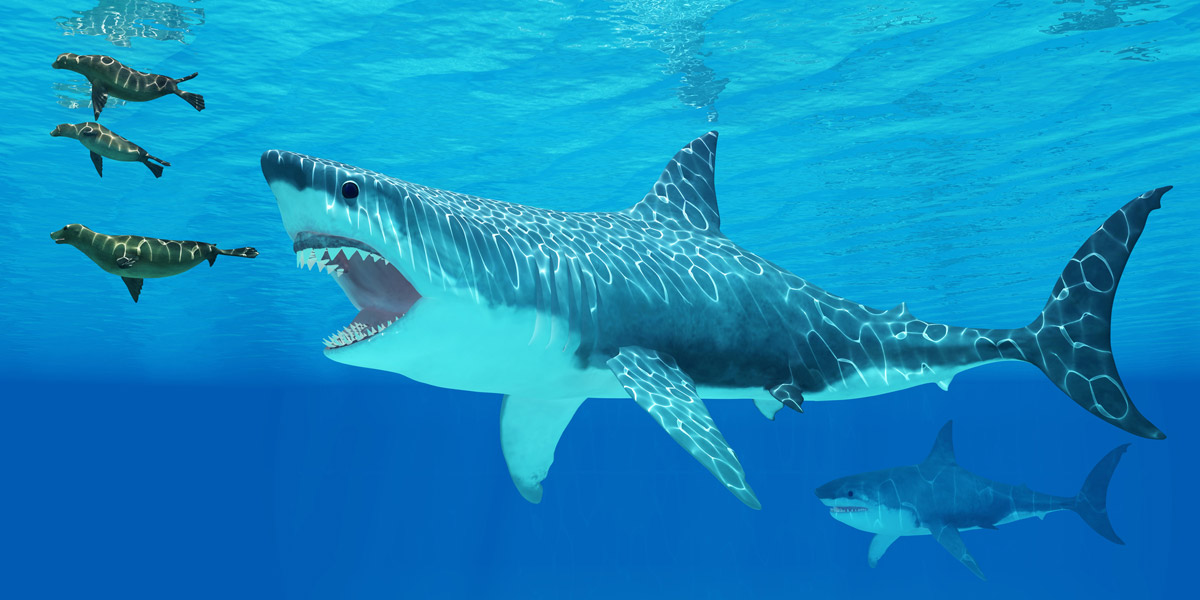Megalodon hatte zu Lebzeiten keine Fressfeinde. Der Urzeit-Hai hingegen machte auf alles Jagd, was Flossen hatte und schwimmen konnte. Foto: Fotolia