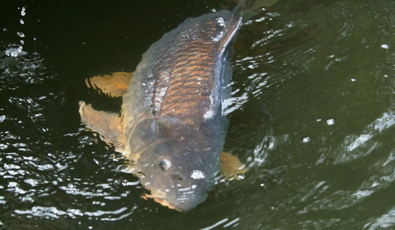 Beim Angeln im Balaton ging ein Rekordkarpfen zwei Angler an den Haken.