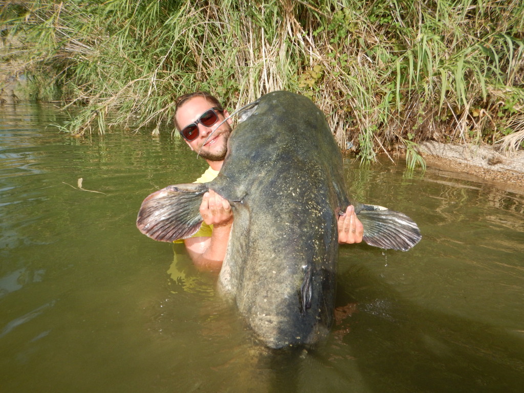 Raubfischangeln am Ebro. Solche kapitalen Waller lassen sich fast das ganze Jahr über im Ebro fangen. 