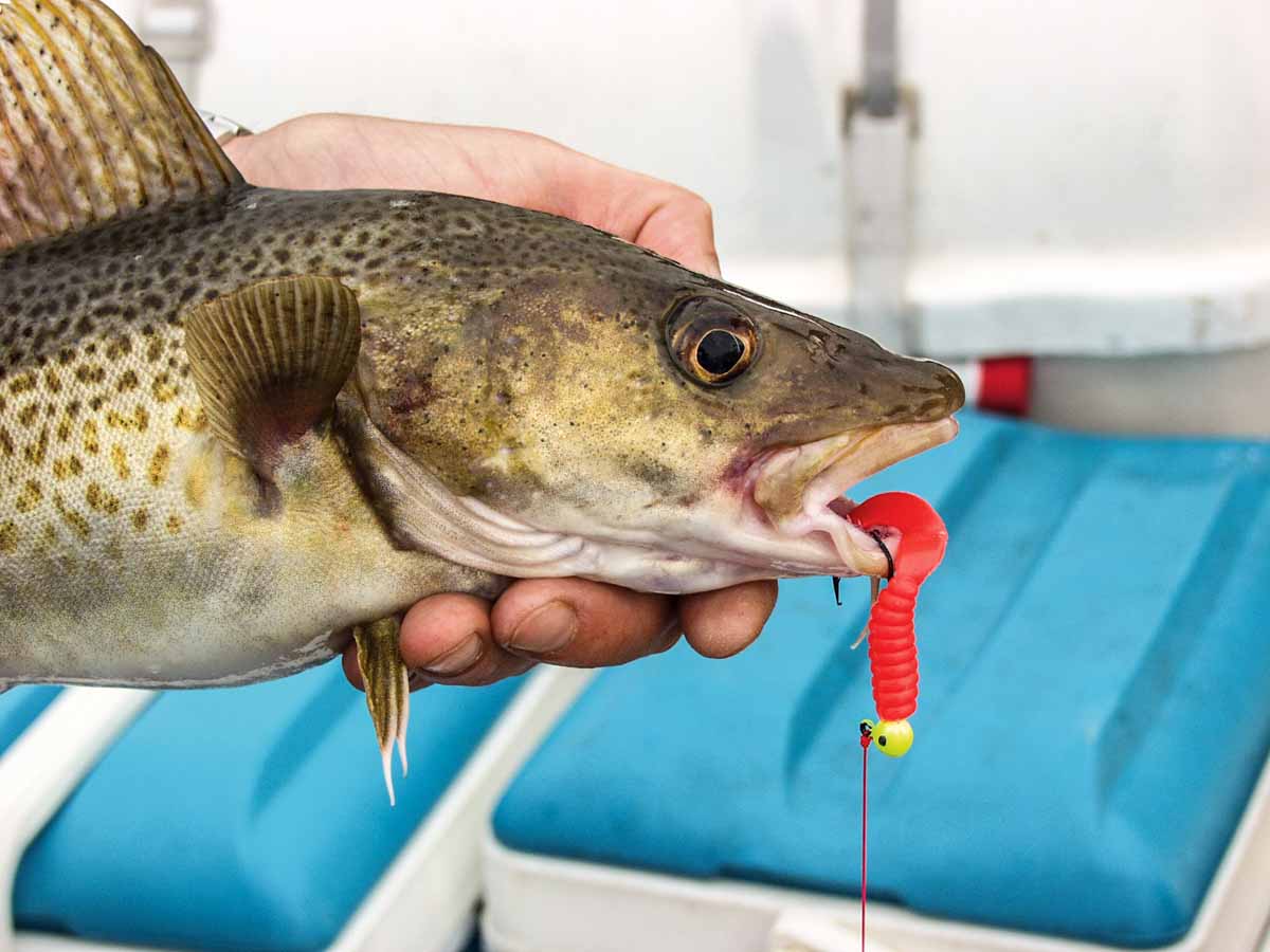 Hauptzielfisch beim Angeln in der Ostsee: der Dorsch. 