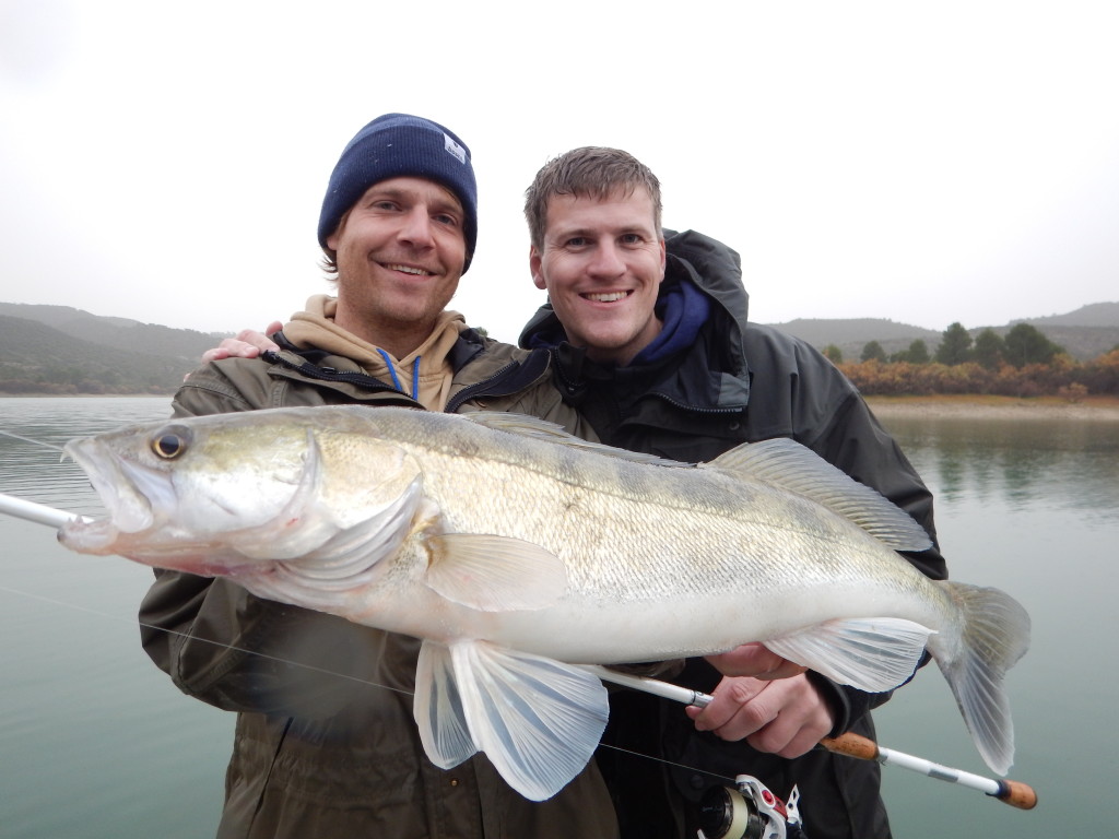 Die Zander im Embalse de Mequinenza und im Embalse de Riba Roja sind zahlreich und wachsen gut ab.