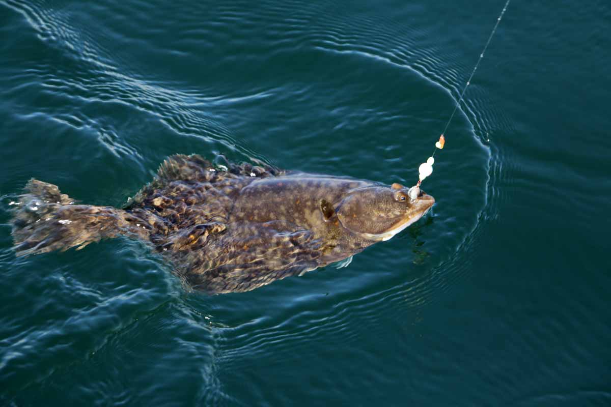Egal ob vom Strand, von der Mole oder vom Boot: Plattfische sind ein beliebter Zielfisch beim Angeln in der Ostsee!