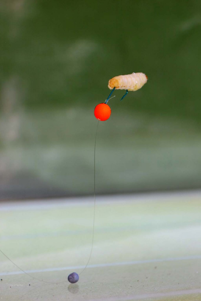 Mit einem Schrotblei und einem Auftriebsköder kann man flexibel in unterschiedlichen Wassertiefen beim Forellenangeln in Großgewässern fischen.