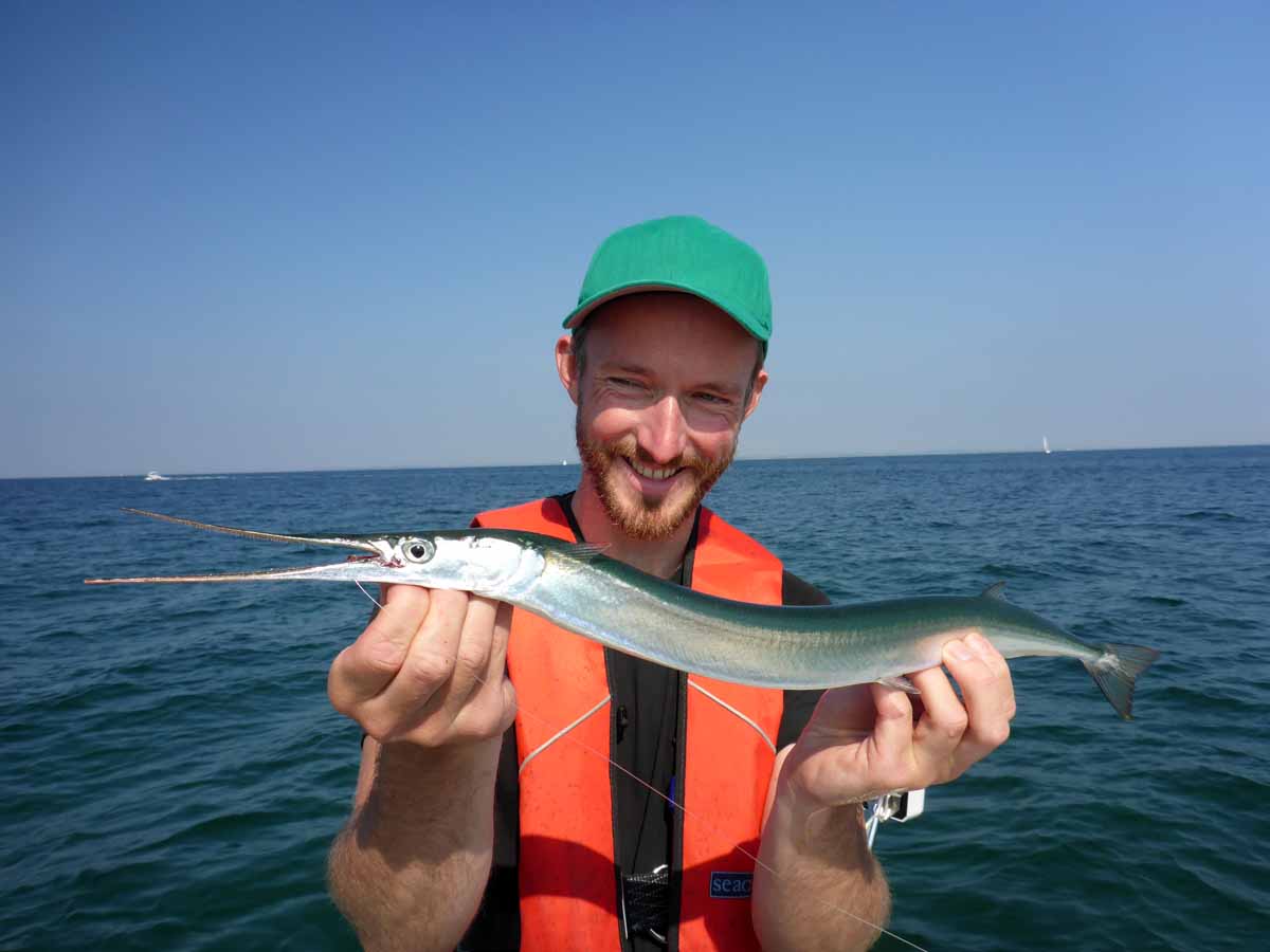 Wer im Mai zum Angeln in der Ostsee fährt, kann mit schönen Hornhechten rechnen!