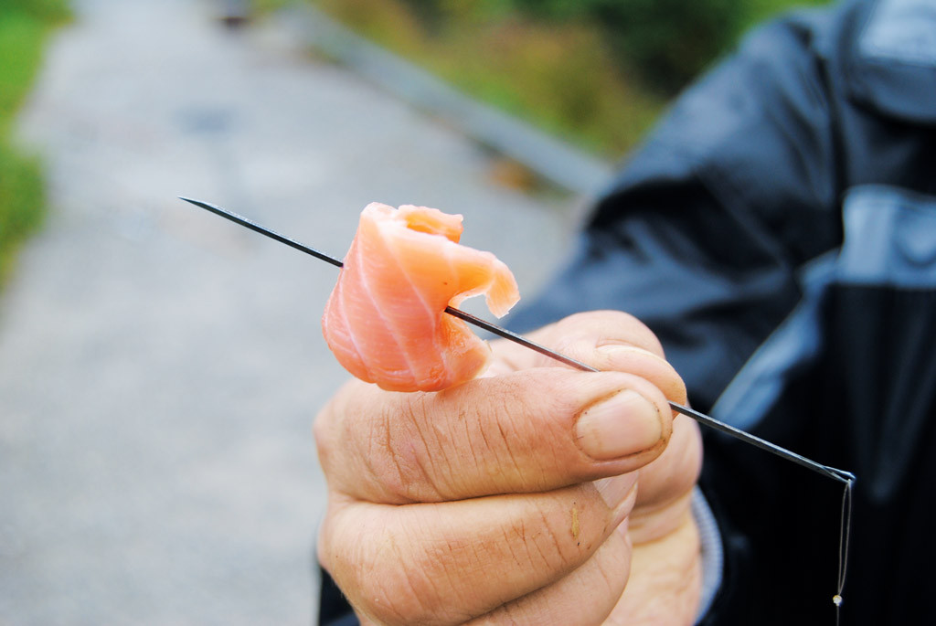 Ein fängiger Köder aus dem Supermarkt: Störe beißen zuverlässig auf Lachs. Foto: G. Bradler