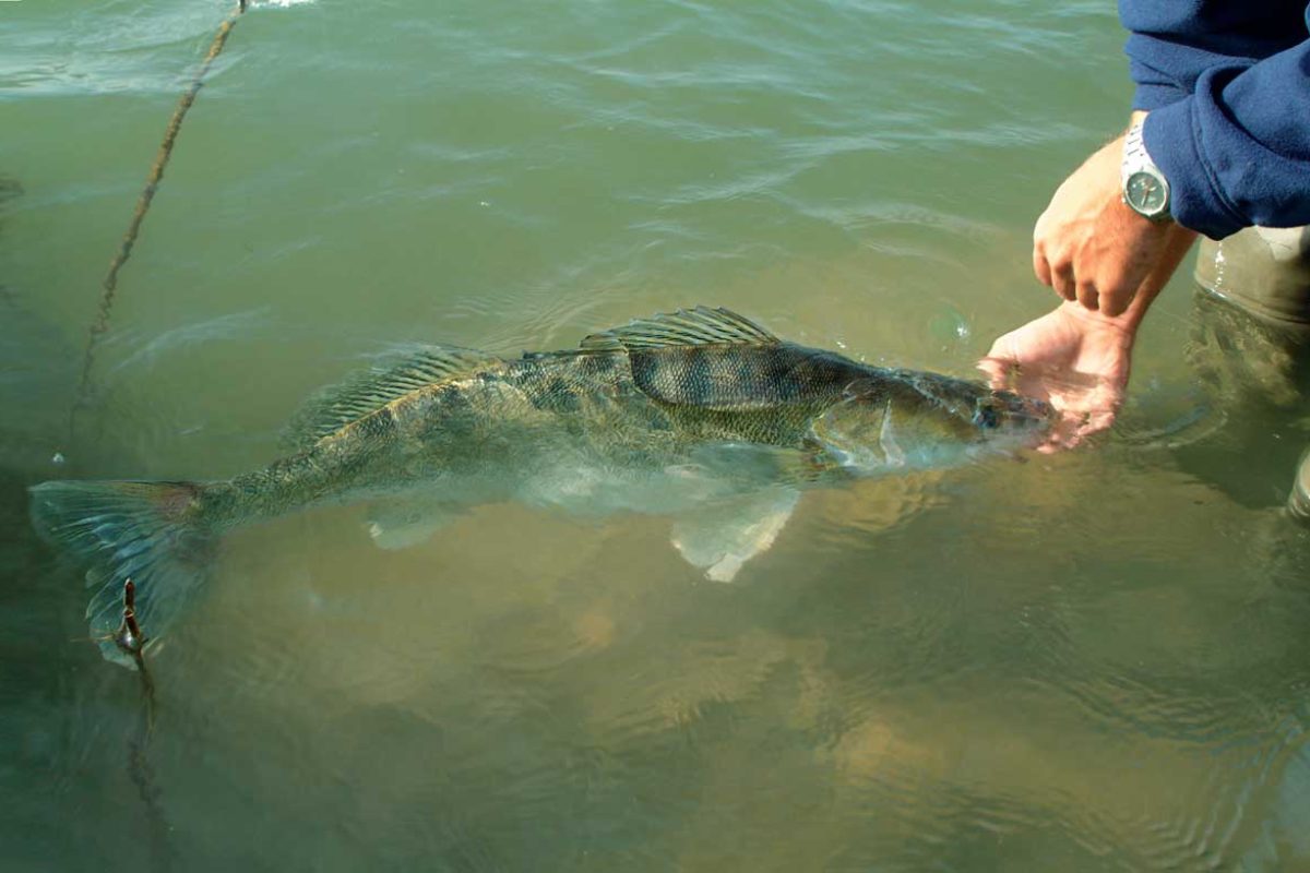 Beim Thema Catch and Release gerät man schnell in hitzige Diskussionen. So ziemlich jeder – auch Nichtangler – hat seine ganz eigene Meinung dazu. Foto: O. Portrat