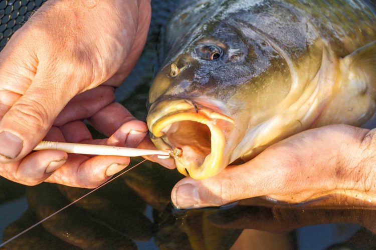 Catch and Release Die Zukunft des Zurücksetzens
