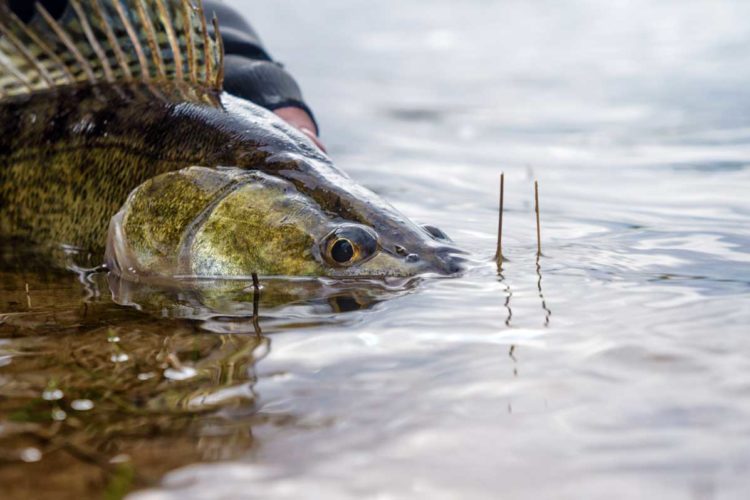 Wie viele Fische sterben nach dem Zurücksetzen, wie viele überleben? Professor Dr. ­Robert Arlinghaus zeigt, dass dies beim Catch and Release vor allem von der Fischart und den ­Fang­umständen abhängt. Foto: Fotolia