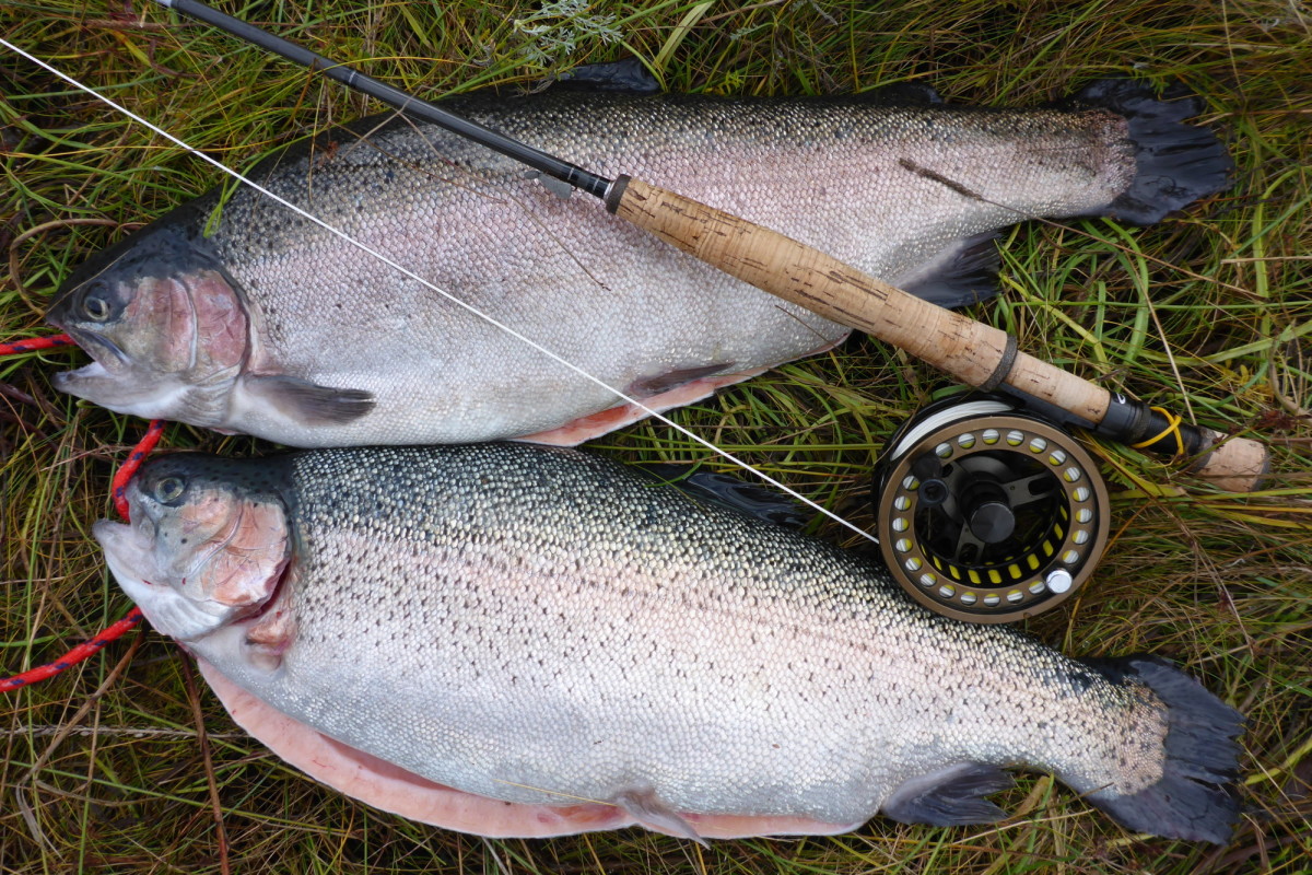 Fetter erfolg beim Fliegenfischen in der Ostsee auf Regenbogenforellen.