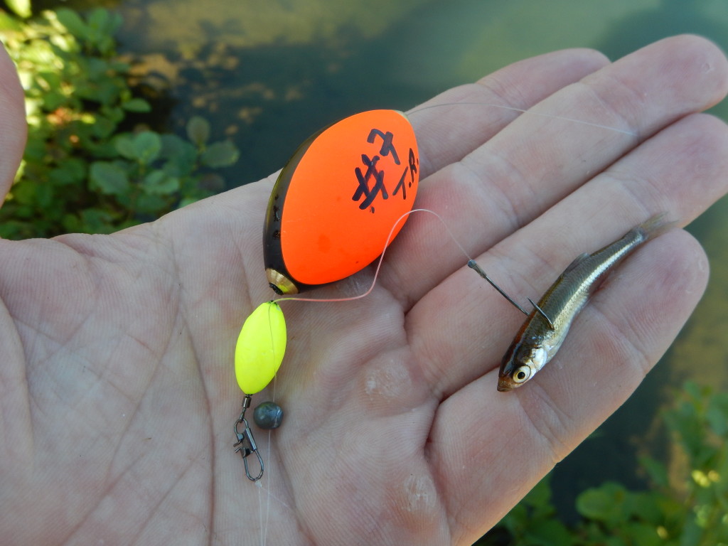 Posenmontage fürs Forellenangeln mit Köderfisch. Mit dem Float Egg kann man so seinen Köder optimal anbieten. 