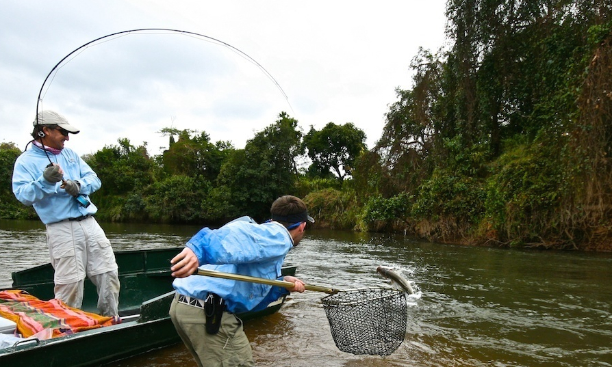 Beim Fliegenfischen auf den Tigerfish geht es richtig zur Sache! Diese Fische sind extrem explosiv und stark wie ein ... Tiger!