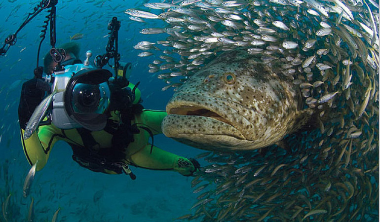 Riesenzackenbarsch ernähren sich neben nicht nur von Fischen, sondern auch von Schildkröten und sogar kleineren Haien.