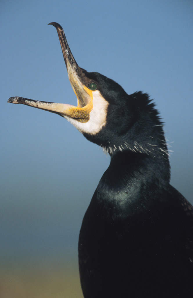Kormoran (Phalacrocorax carbo sinensis). Great cormorant. Island of Funen, Denmark.