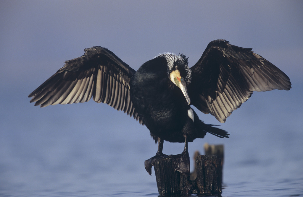 Kormoran (Phalacrocorax carbo sinensis), Altvogel im Prachtkleid, sitzt auf einem Pfahl im Wasser, trocknet die Flügel, Lübecker Bucht, Ostsee, Deutschland. Great Cormorant, adult bird in breeding plumage, roosting on a pole in the water, drying its wings, Bay of Luebeck, Baltic Sea, Germany.