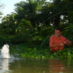 Angeln in Thailand: Arapaimas gehören zu den größten Süßwasserfischen der Welt. Sie können über zwei Meter lang werden und entwickeln eine enorme Kampfkraft, die einen Drill mehrere Stunden dauern lassen können. Foto: O. Portrat