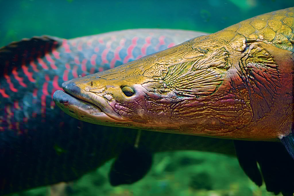 Der Arapaima hat ein stark oberständiges Maul. Alle 10 bis 15 Minuten kommt er an die Oberfläche, um Luft zu holen. Foto: Jeff Kubina / Wikimedia Commons